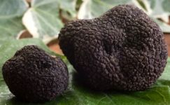 Vente de Truffes Noires du Périgord Ete ou Hiver